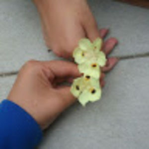 Meet your Posher, Micaela